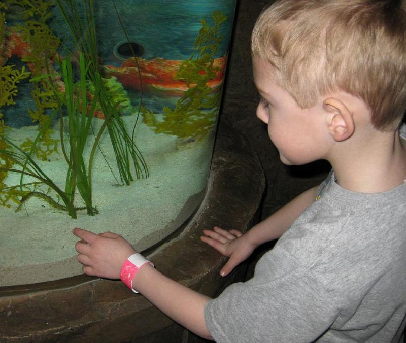 leafy sea dragon.jpg